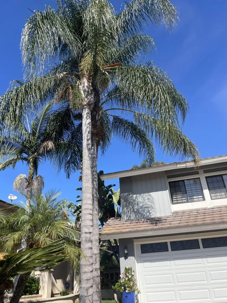 Top-rated landscaping services in Garden Grove, CA by Eli Landscaping