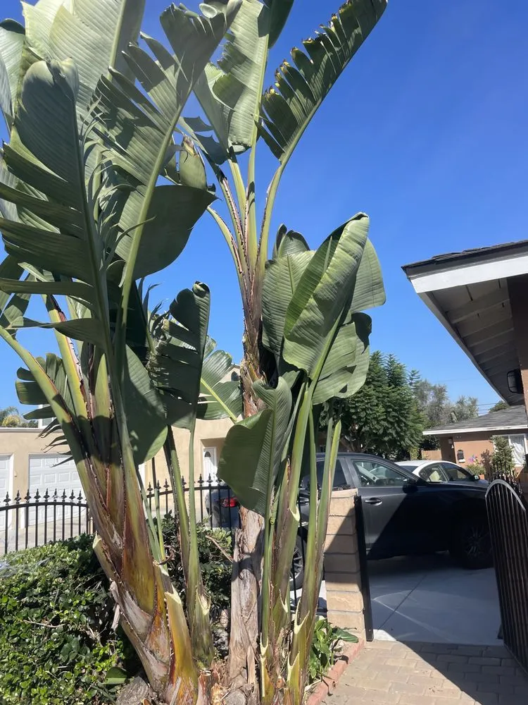 Professional landscape installation in Garden Grove, CA - Eli Landscaping