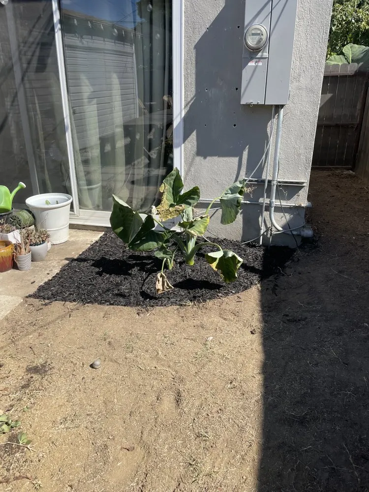 Top-rated residential landscaping in Garden Grove, CA by Eli Landscaping