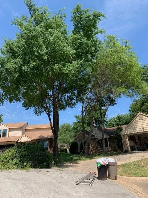 Affordable yard cleanup service experts serving Lewisville, TX - Eli Landscaping