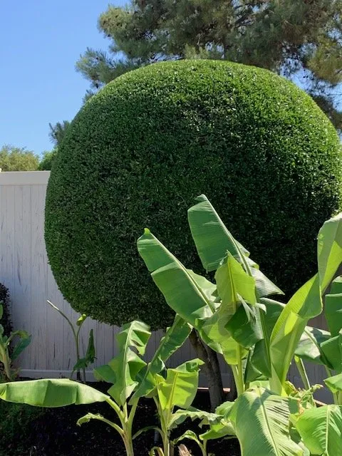 Custom lawn mowing service for beautiful yards across Lewisville, TX - Eli Landscaping