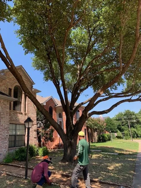 Custom landscape design with custom design in Lewisville, TX by Eli Landscaping