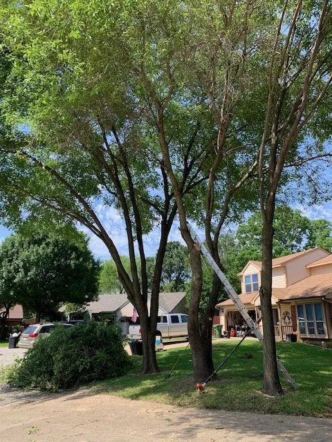 Top-rated yard maintenance in Lewisville, TX by Eli Landscaping