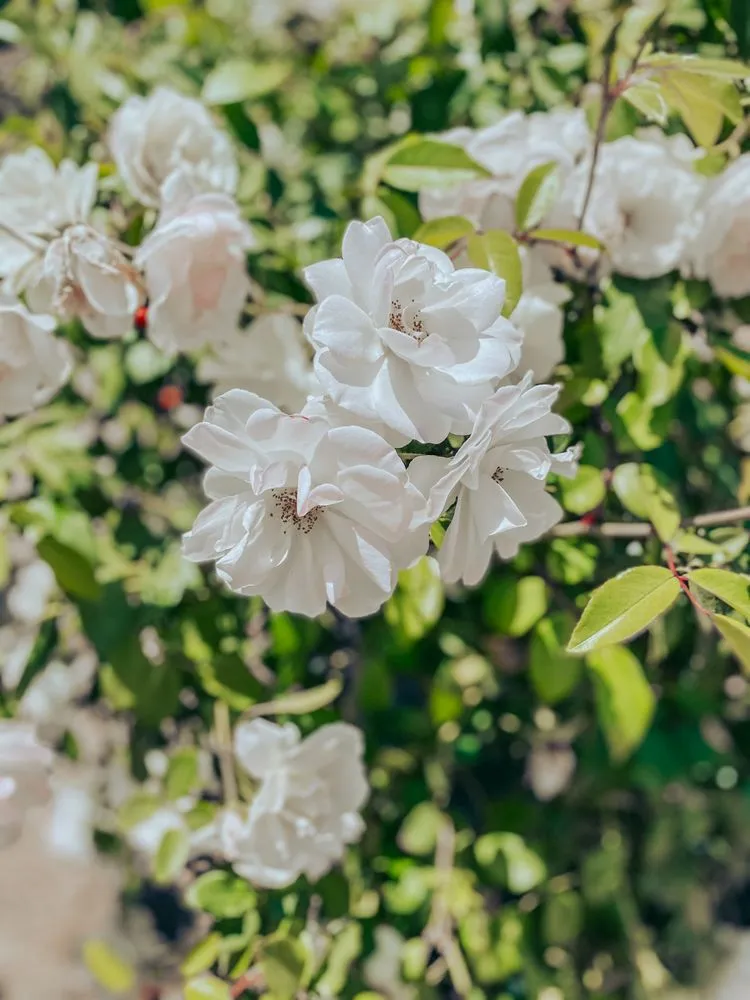 Reliable outdoor landscaping for year-round maintenance in Queen Creek, AZ by ELI