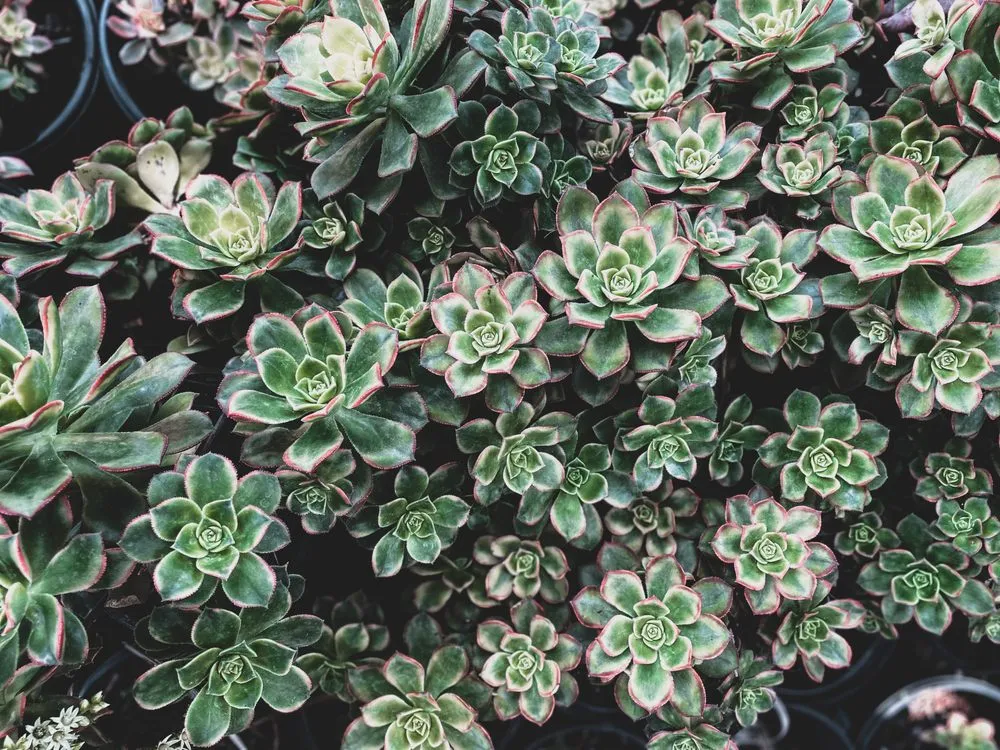 Trusted residential landscaping for homes in Queen Creek, AZ by ELI