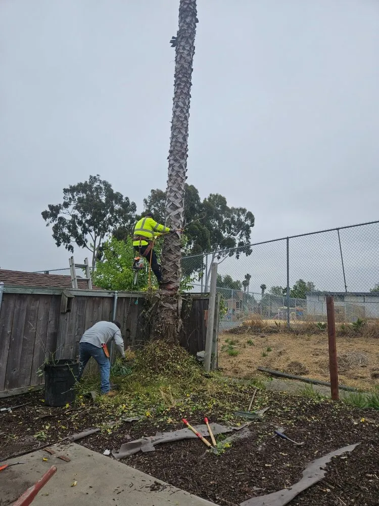 Reliable residential landscaping for residential properties in Oceanside, CA by Elias Landscape and Masonry