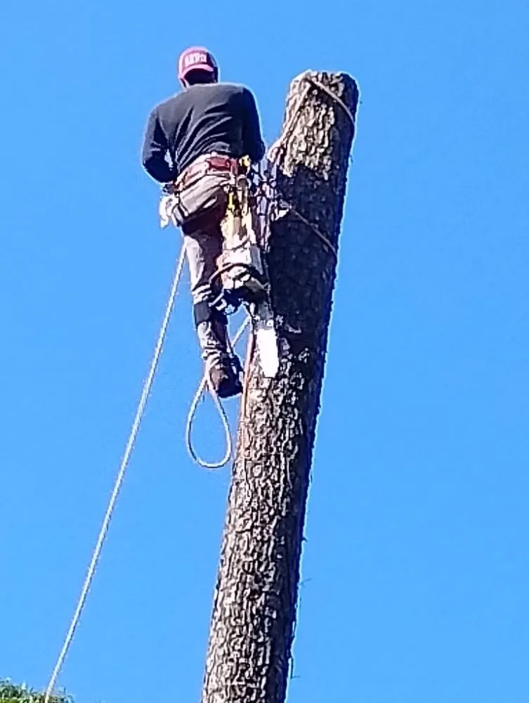 Affordable landscape design in Henrico, VA - Elias Landscaping and Tree Service