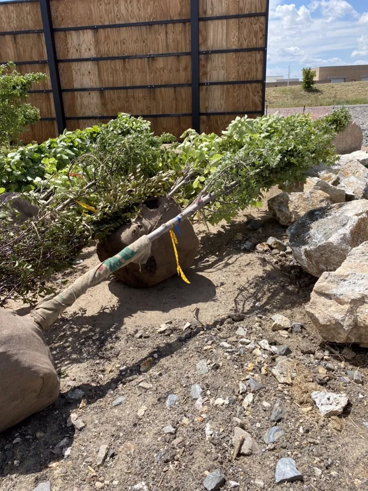 Local yard cleanup service in Aurora, CO - ELIAS Landscaping Services