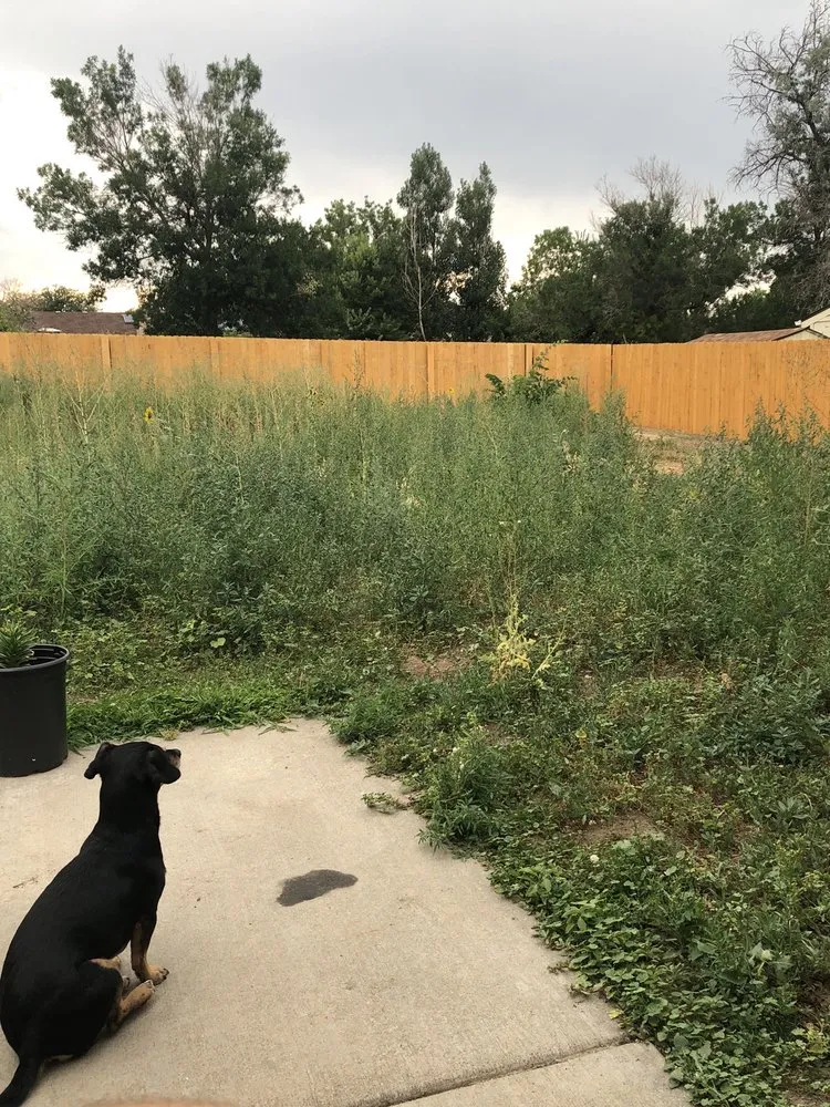 Reliable lawn care service in Aurora, CO - ELIAS Landscaping Services