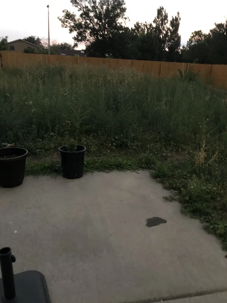 Professional lawn care service for outdoor upgrades in Aurora, CO by ELIAS Landscaping Services