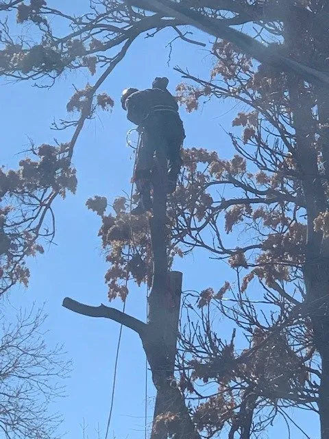 Custom yard maintenance for beautiful yards in Aurora, CO by ELIAS Landscaping Services