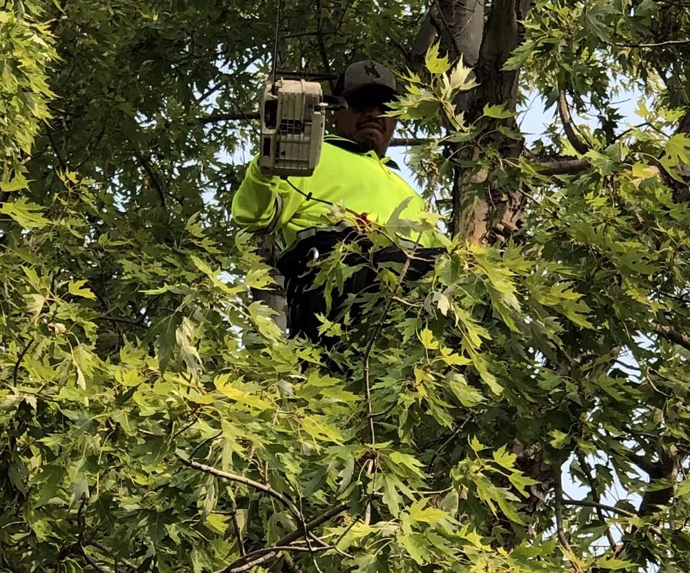 Custom yard cleanup service for homes in Aurora, CO by ELIAS Landscaping Services