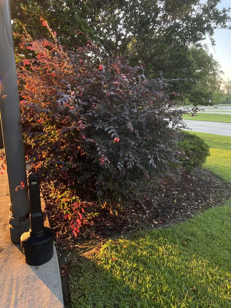 Affordable lawn care service for homes across Baton Rouge, LA - Elias-Lawn Mowing