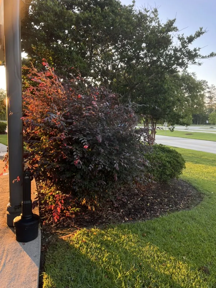 Expert lawn care service in Baton Rouge, LA - Elias-Lawn Mowing