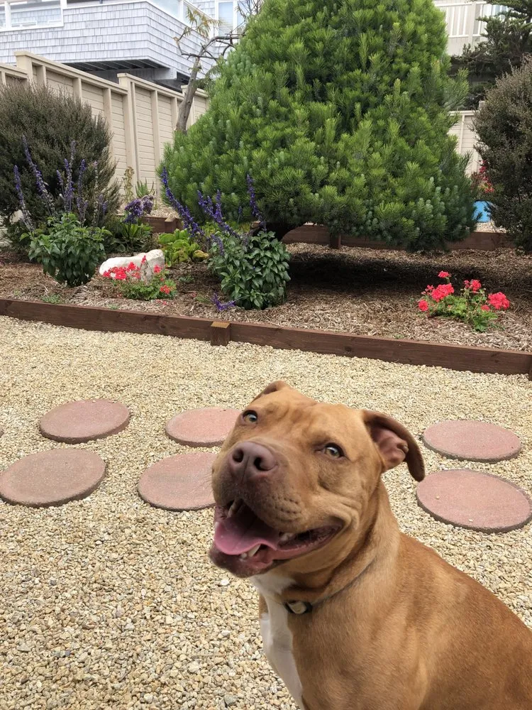 Affordable landscaping services for year-round maintenance in Cambria, CA by Elias Ramirez Garden Services