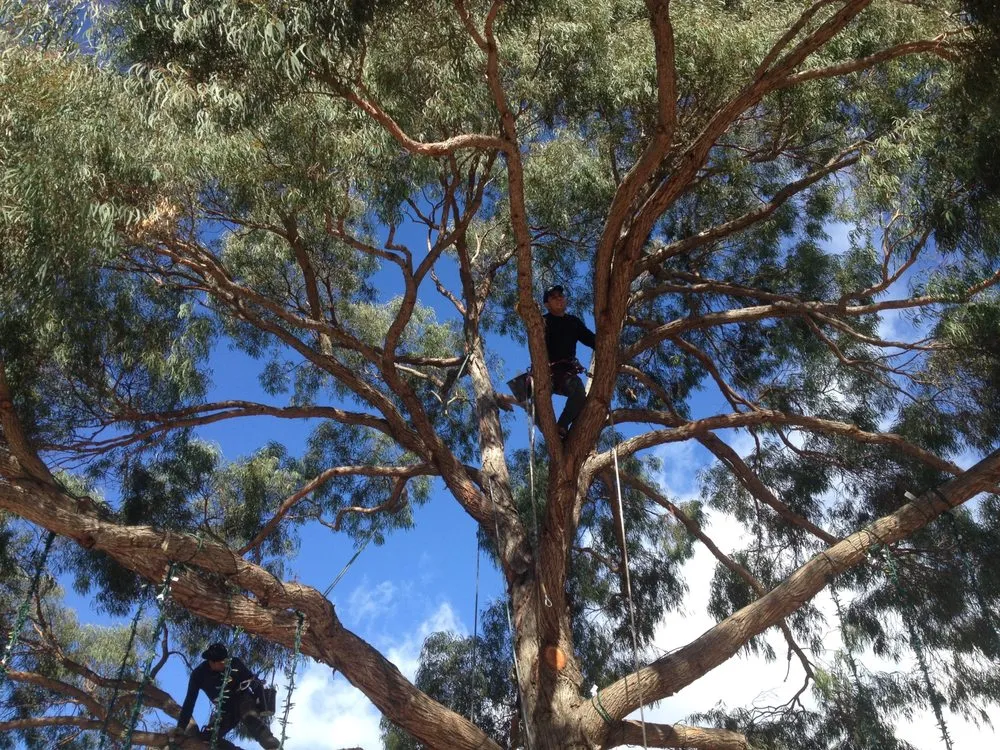 Local lawn mowing service in Cambria, CA - Elias Ramirez Garden Services