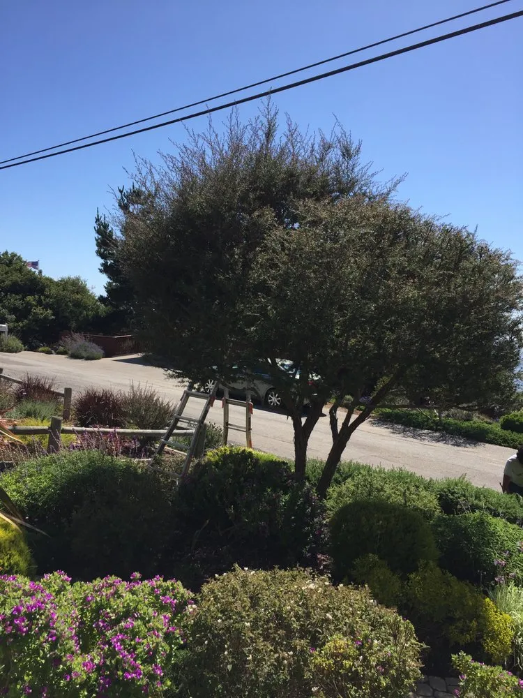 Expert yard cleanup service for year-round maintenance across Cambria, CA - Elias Ramirez Garden Services