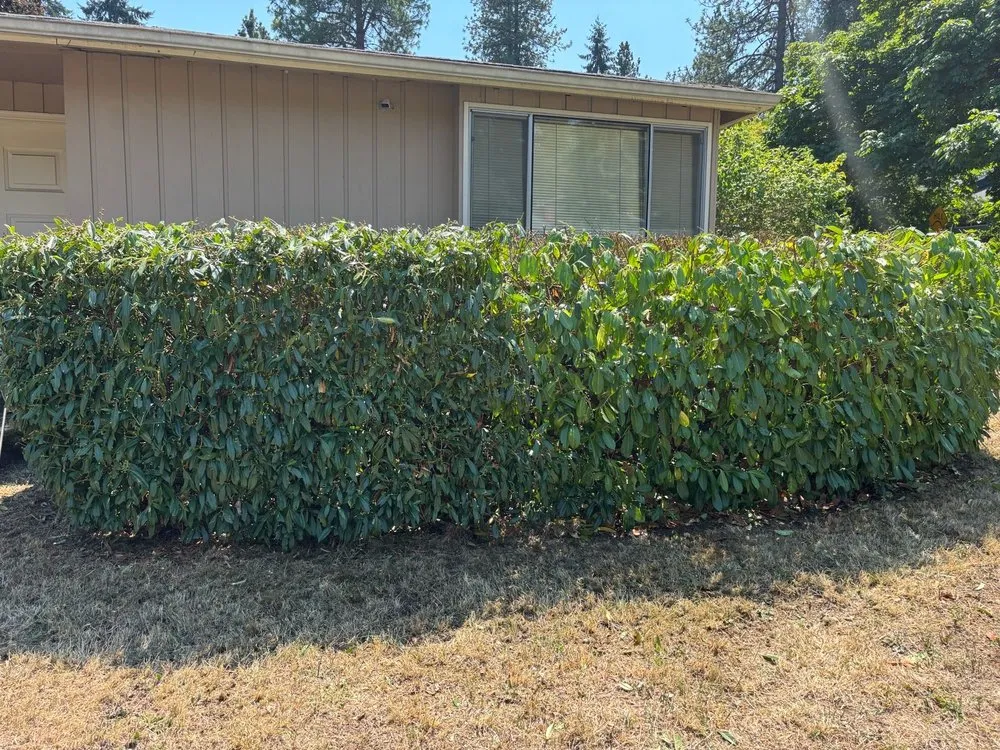 Professional garden landscaping in Springfield, OR by Elifas Bravo Yard Care