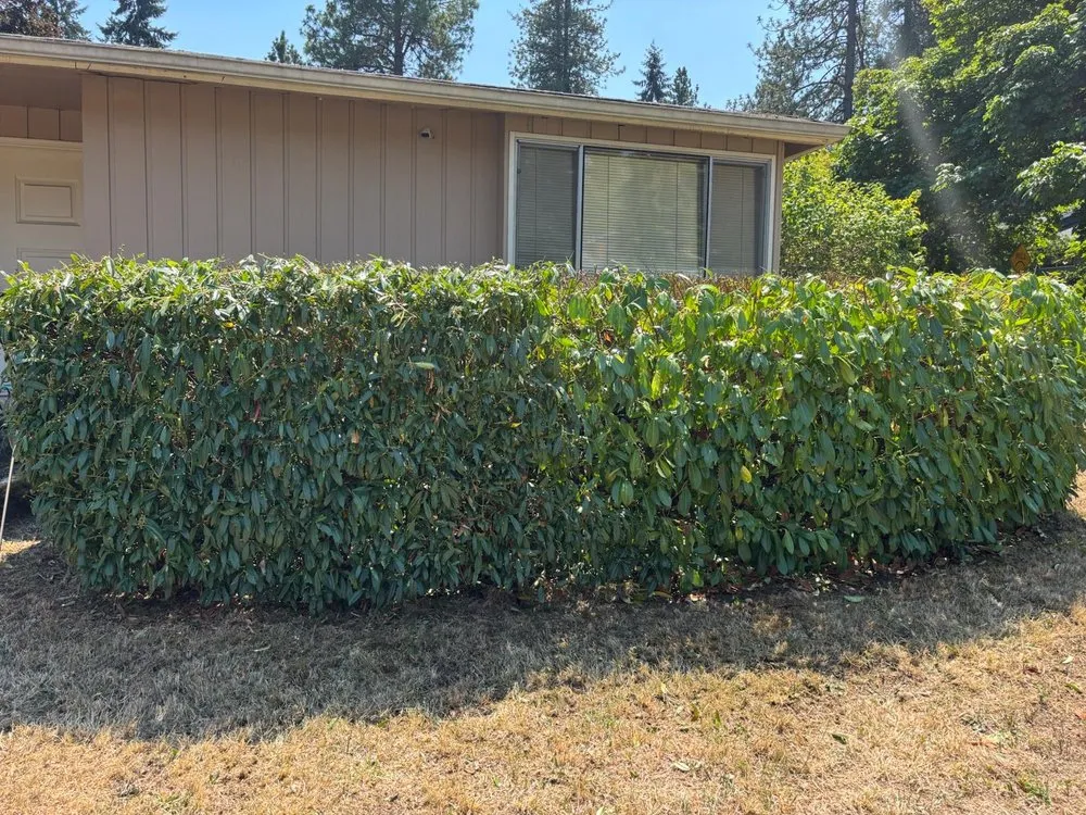 Reliable lawn mowing service experts serving Springfield, OR - Elifas Bravo Yard Care