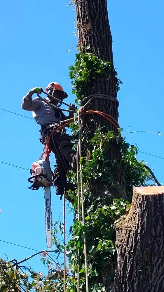 Custom outdoor landscaping in Springfield, OR - Elifas Bravo Yard Care