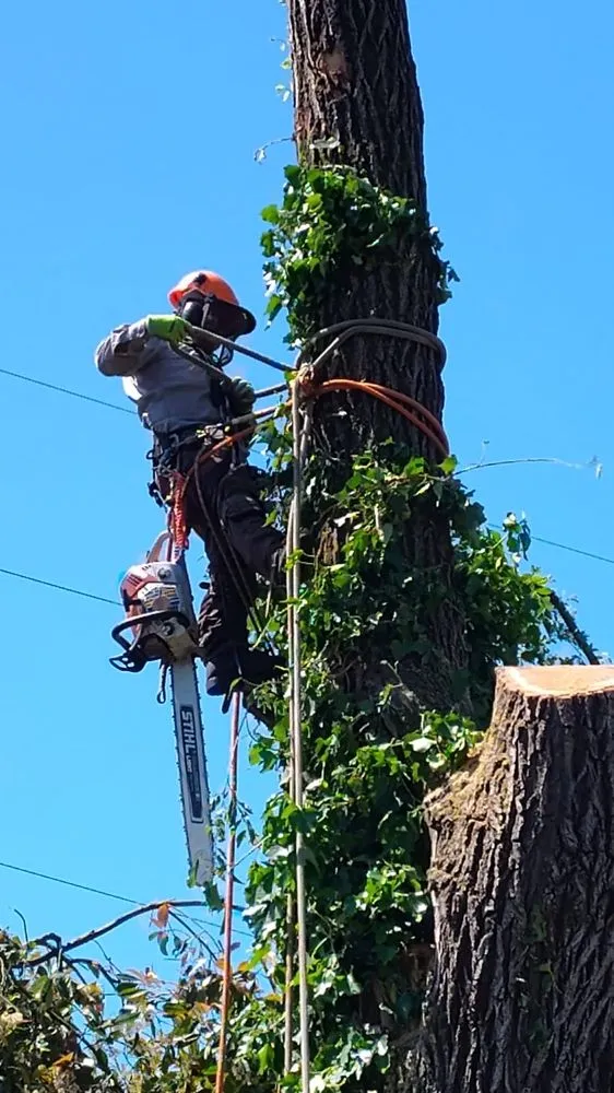 Top-rated yard cleanup service for outdoor upgrades across Springfield, OR - Elifas Bravo Yard Care