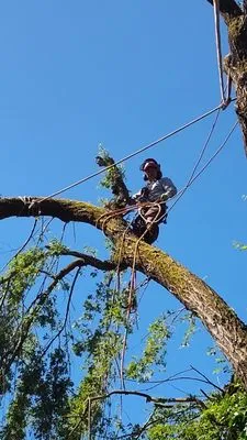 Elifas Bravo Yard Care Logo