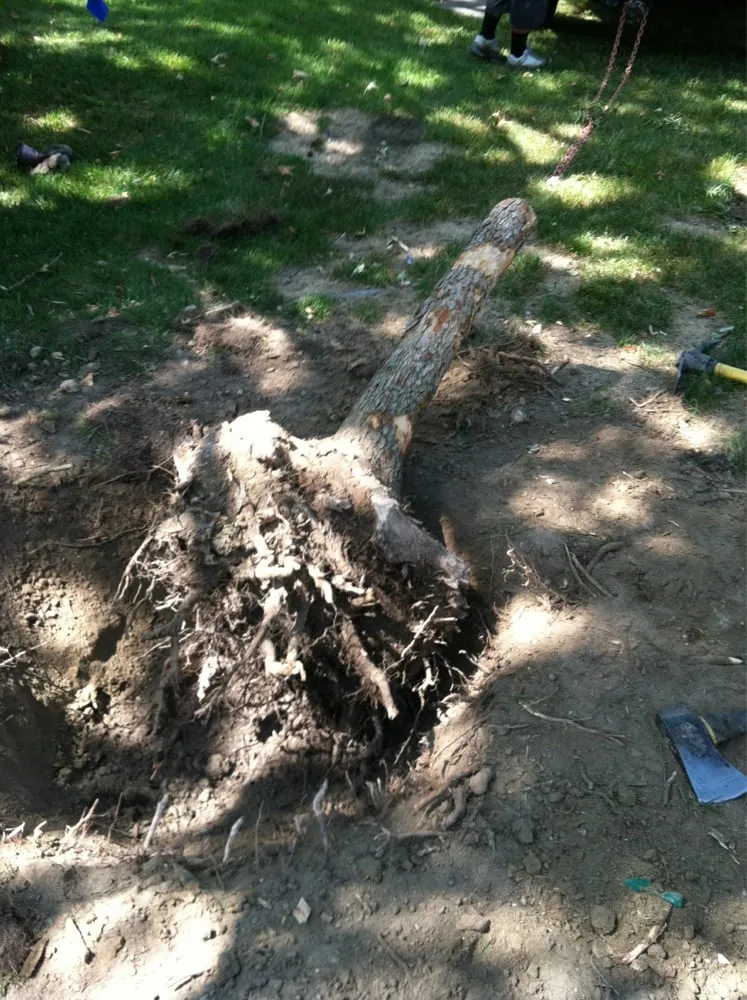 Professional landscape installation near you in Sacramento, CA by Elijah's Landscape & Maintenance