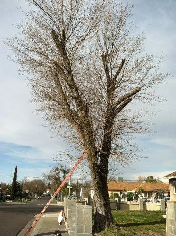 Custom landscaping services near you across Sacramento, CA - Elijah's Landscape & Maintenance