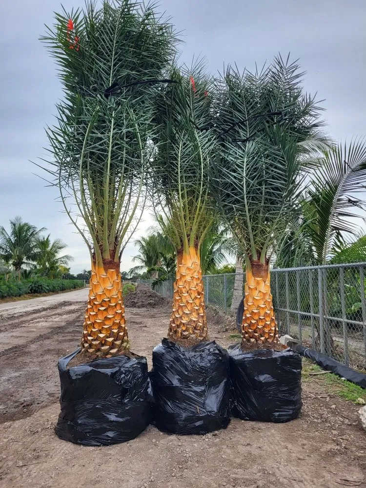 Trusted landscape installation in Miramar, FL by Elio Landscaping