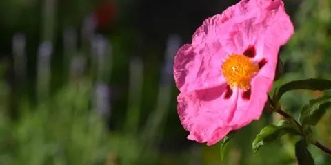 Affordable yard cleanup service for year-round maintenance across Bulverde, TX - Eliot's Landscape