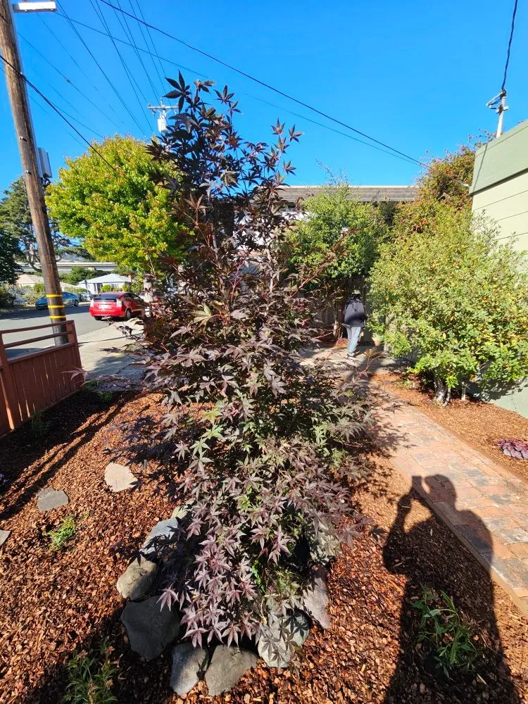 Reliable garden landscaping experts serving Rodeo, CA - Eli's Landscaping