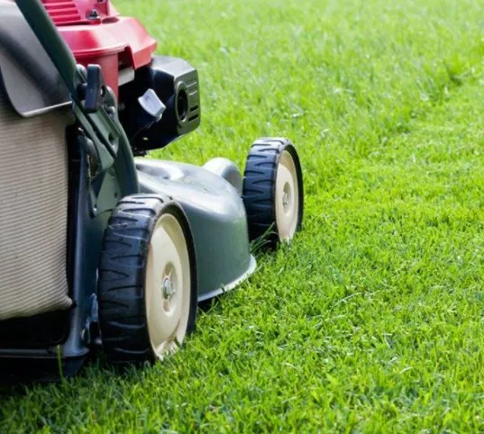 Reliable landscape design for homes in Pharr, TX by Eli's Lawn-Care Service