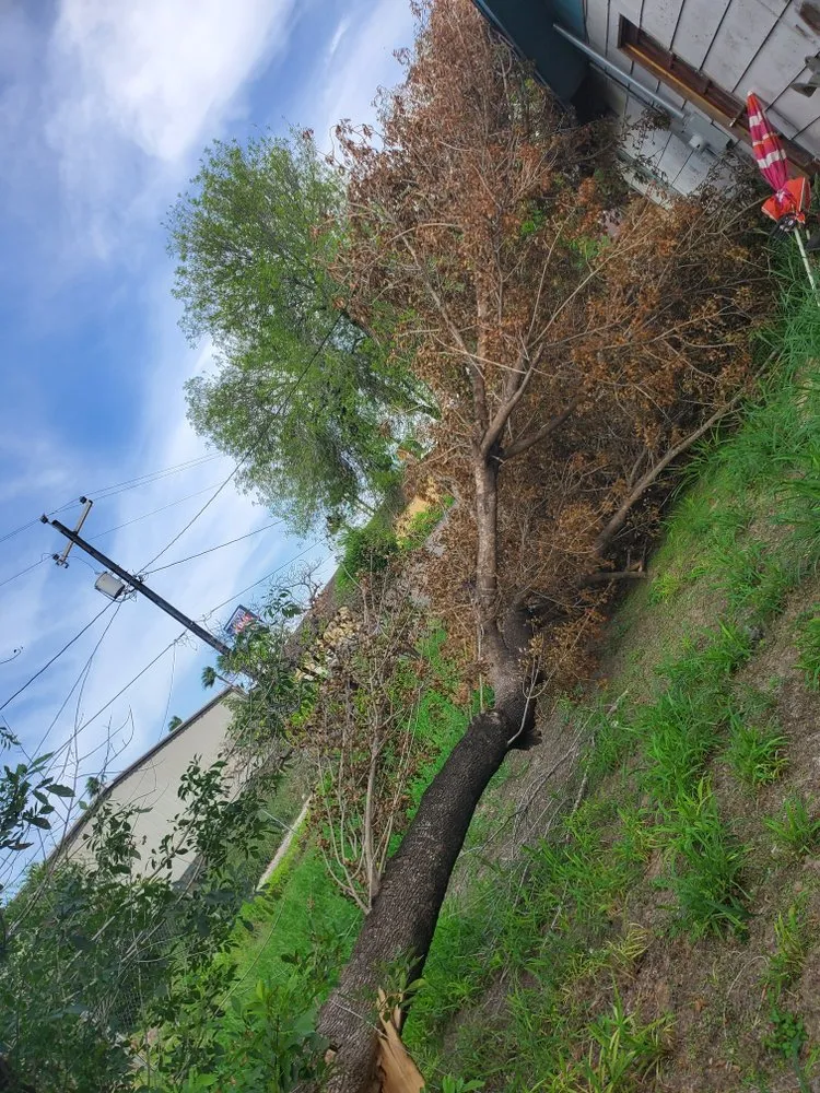 Professional yard cleanup service for residential properties in Pharr, TX by Eli's Lawn-Care Service