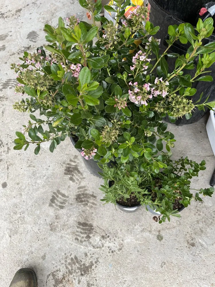 Custom landscape installation in Fresno, CA by Eliseo Aguilar