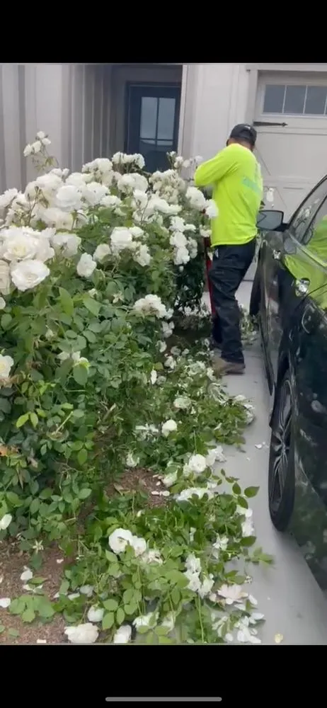 Professional lawn care service in Fresno, CA - Eliseo Aguilar