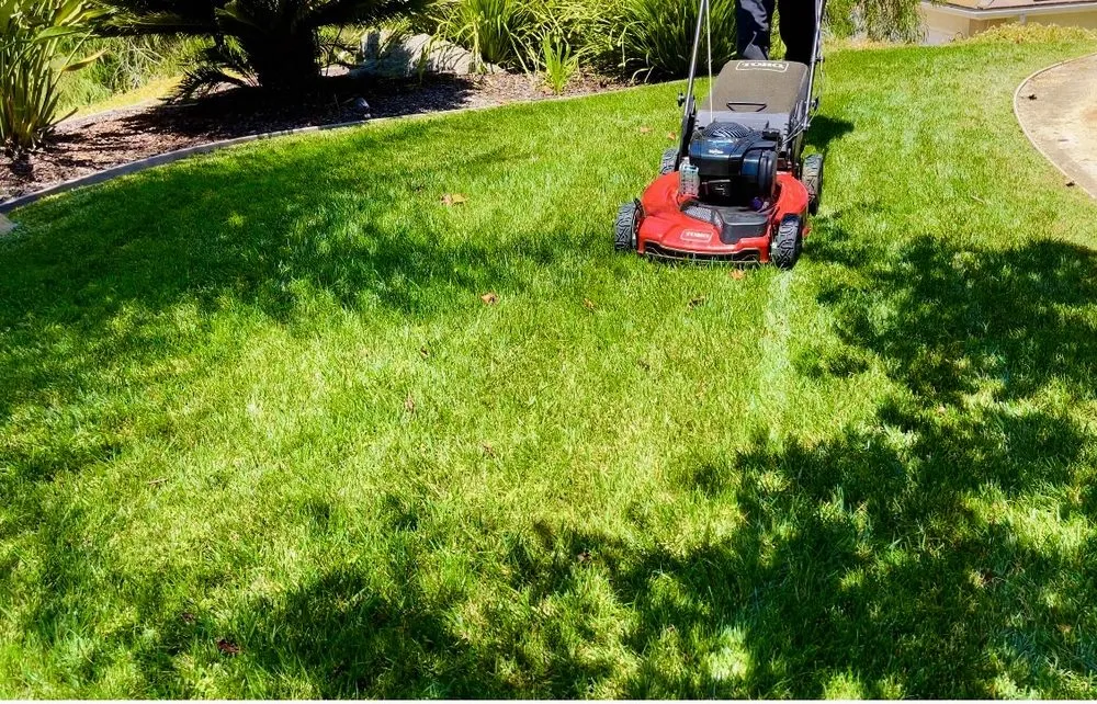 Affordable yard cleanup service experts serving Lemon Grove, CA - Eliseo Landscape Maintenance