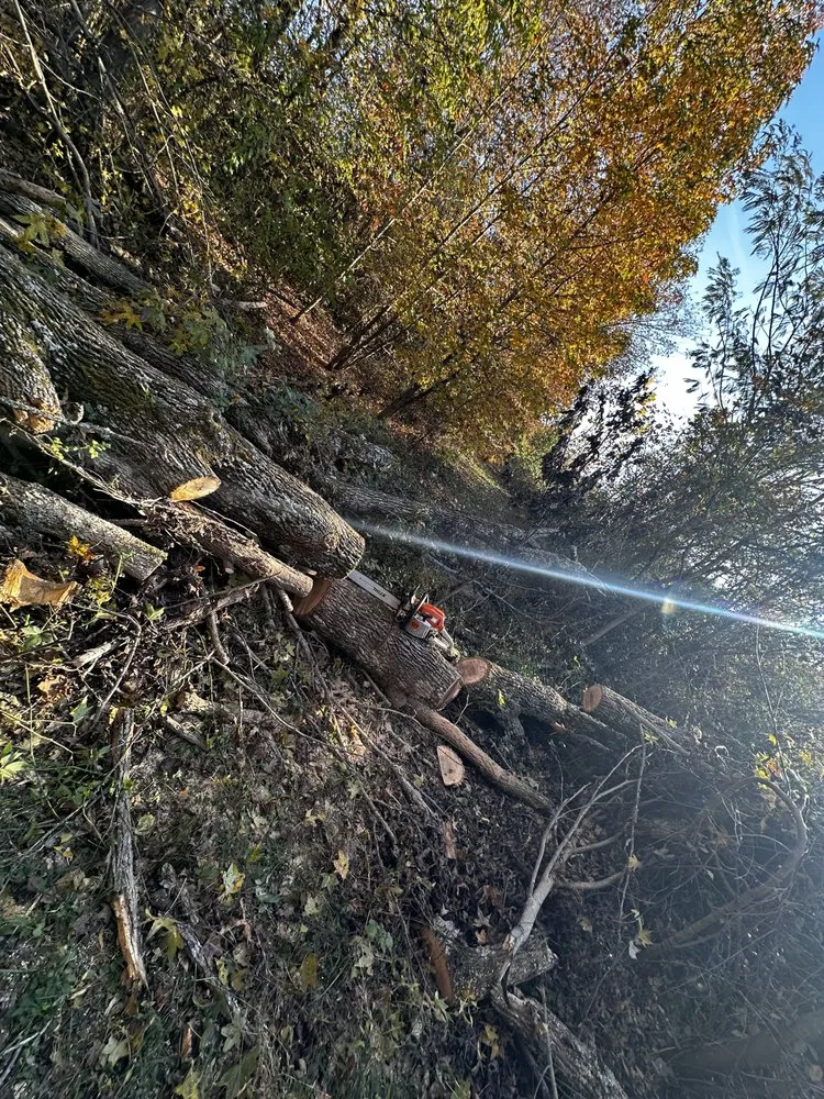 Professional landscaping services for beautiful yards across Kernersville, NC - Eliseo Lawn Care Service