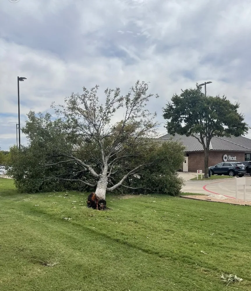 Expert lawn mowing service experts serving Corinth, TX - Elite Arborist