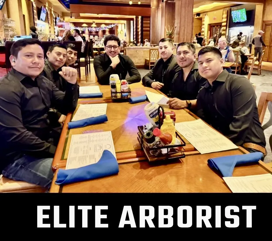 Affordable lawn care service in Corinth, TX - Elite Arborist