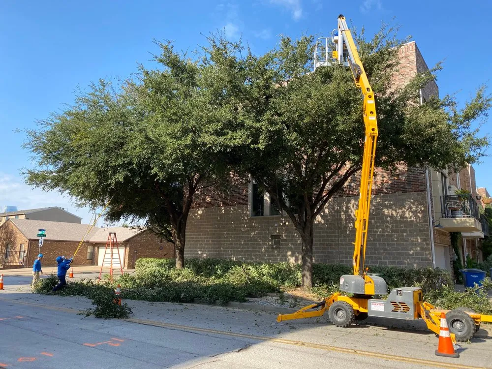 Professional yard cleanup service experts serving Corinth, TX - Elite Arborist