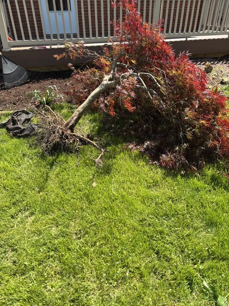 Top-rated yard cleanup service experts serving Lorain, OH - Elite Bro’s Landscape