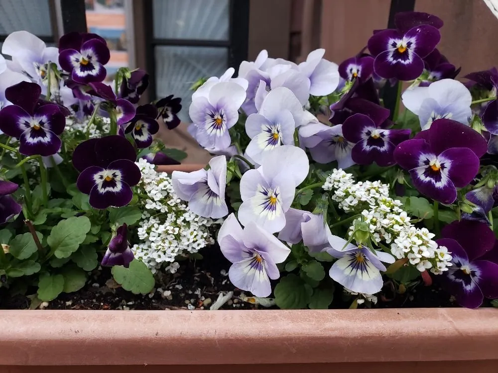 Trusted lawn care service in New York, NY - ELITE FLOWERS BY SOLID GOLD