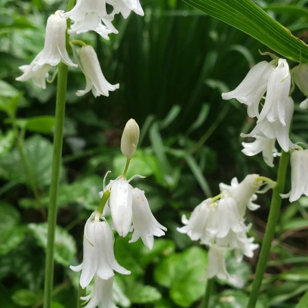 Expert lawn care service in New York, NY - ELITE FLOWERS BY SOLID GOLD