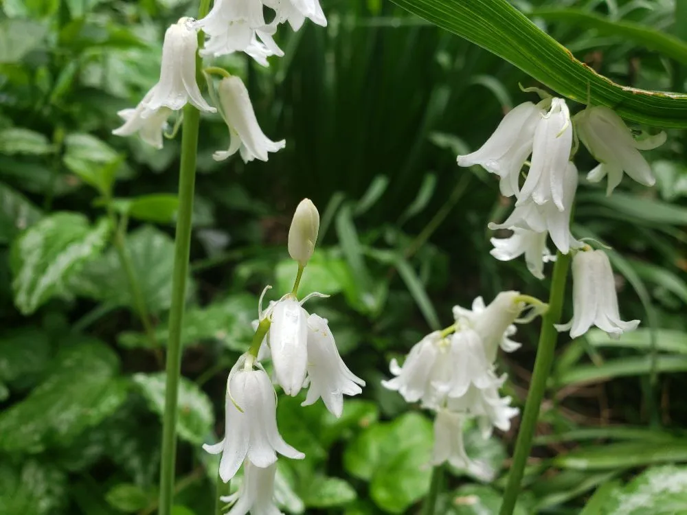 Custom landscape design in New York, NY by ELITE FLOWERS BY SOLID GOLD