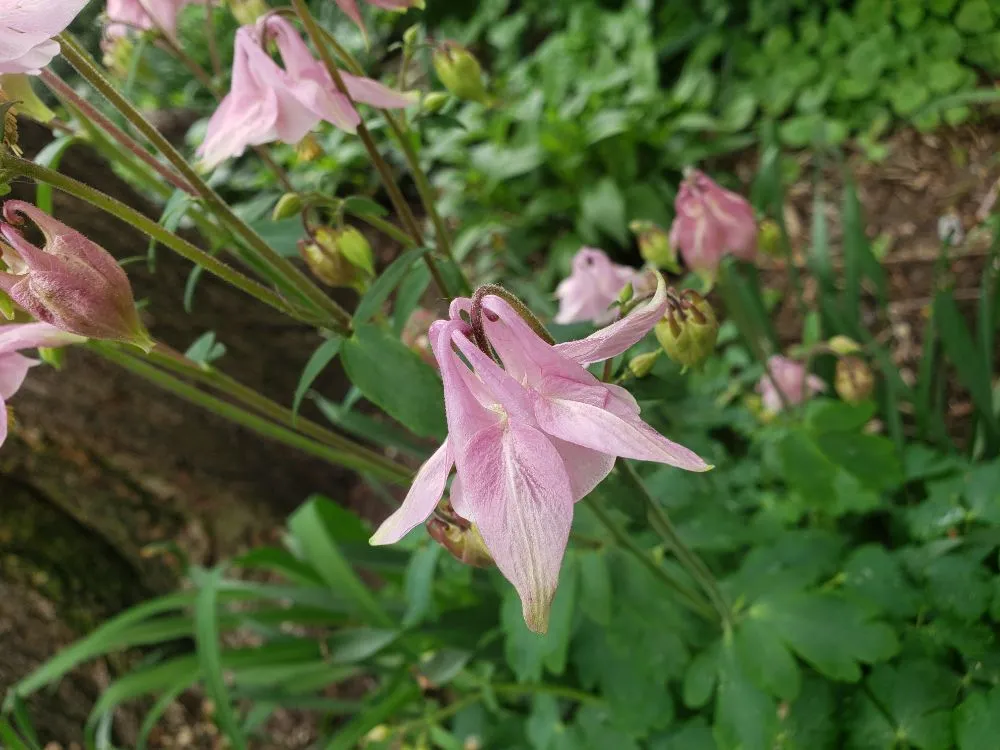 Top-rated outdoor landscaping for homes across New York, NY - ELITE FLOWERS BY SOLID GOLD