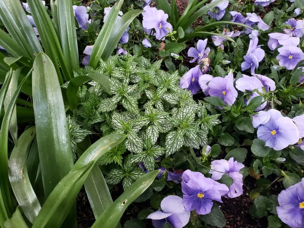 Affordable residential landscaping in New York, NY - ELITE FLOWERS BY SOLID GOLD