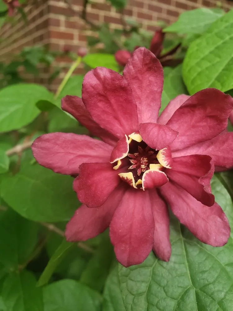 Top-rated lawn care service in New York, NY by ELITE FLOWERS BY SOLID GOLD