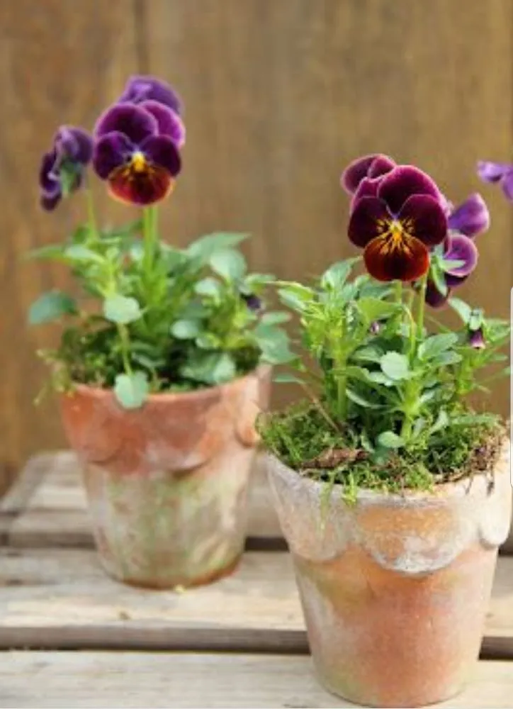 Custom garden landscaping experts serving New York, NY - ELITE FLOWERS BY SOLID GOLD