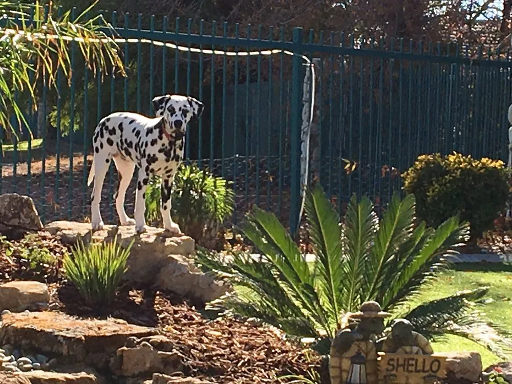 Reliable landscape installation for residential properties across Bakersfield, CA - Elite Garden and Landscape