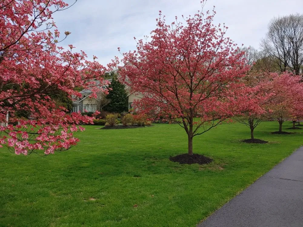 Custom yard cleanup service near you across Jenkintown, PA - Elite Gardens By Natalee